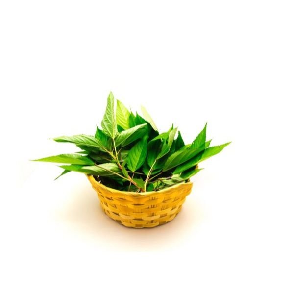 Molokhiya Molokhiya - Image 1